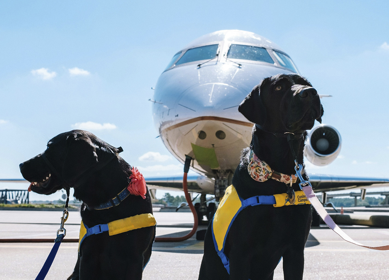 Italia permitirá el transporte de perros de gran tamaño en vuelos comerciales