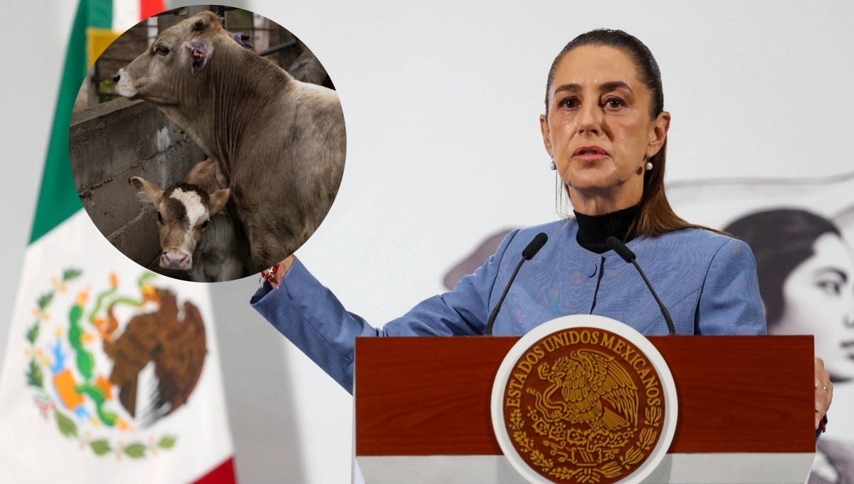México le pide a EE.UU. que el cierre de la frontera al ganado no sea «discrecional»
