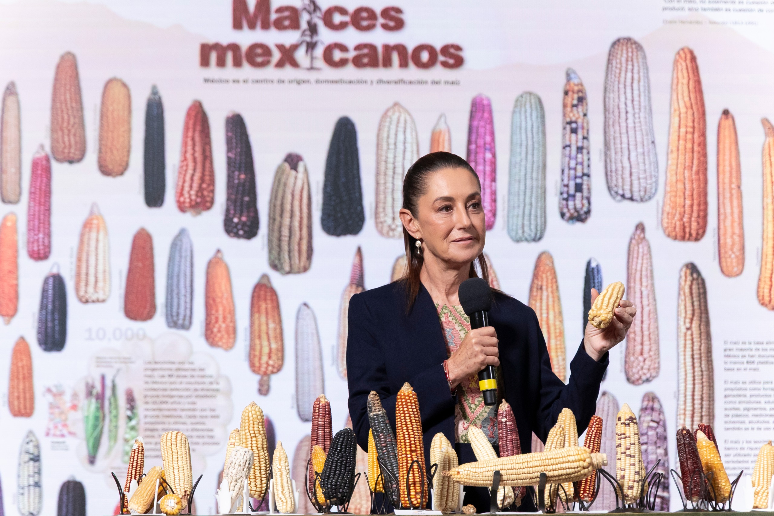 Claudia Sheinbaum anuncia programa “sin maíz no hay país” para producir con bienestar