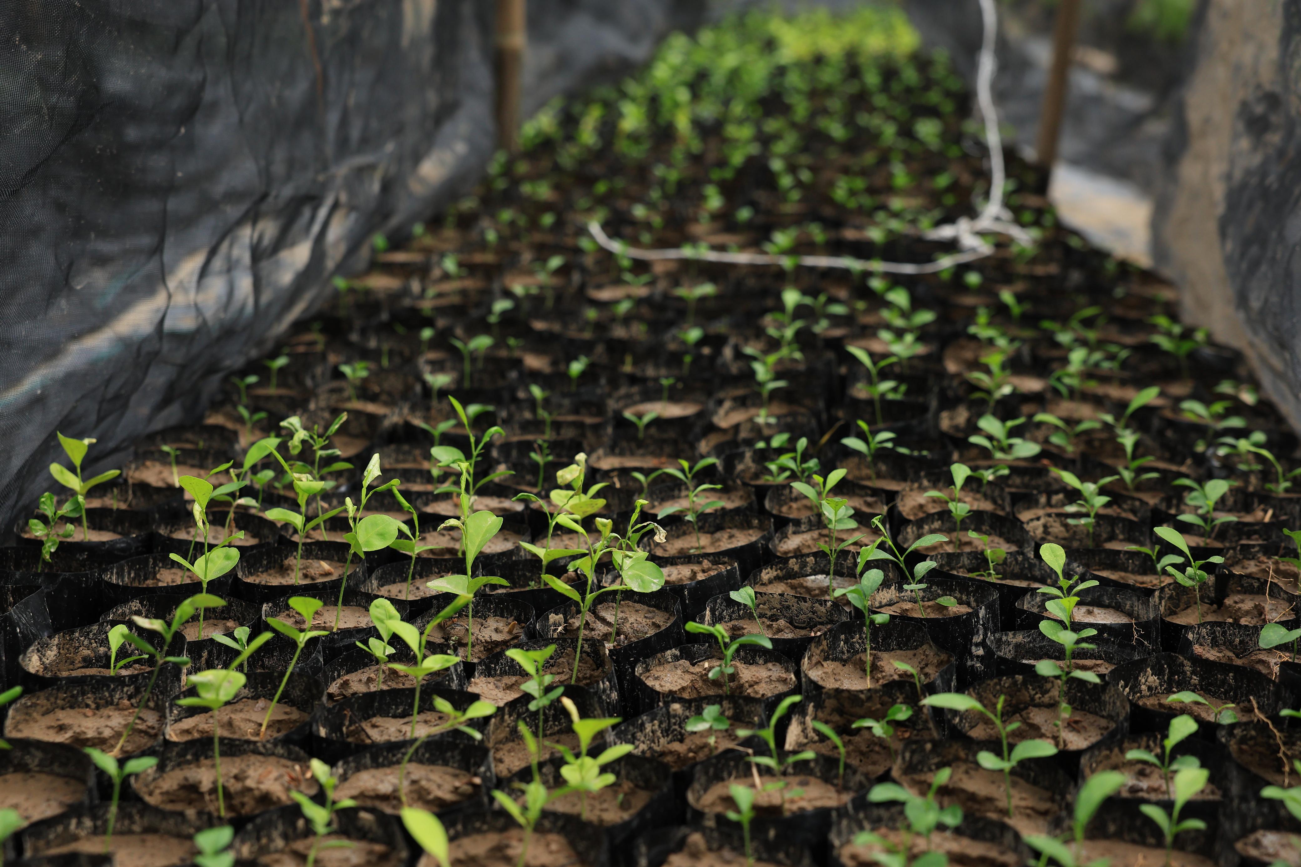 Especialistas respaldan Jornada de Reforestación en Tabasco