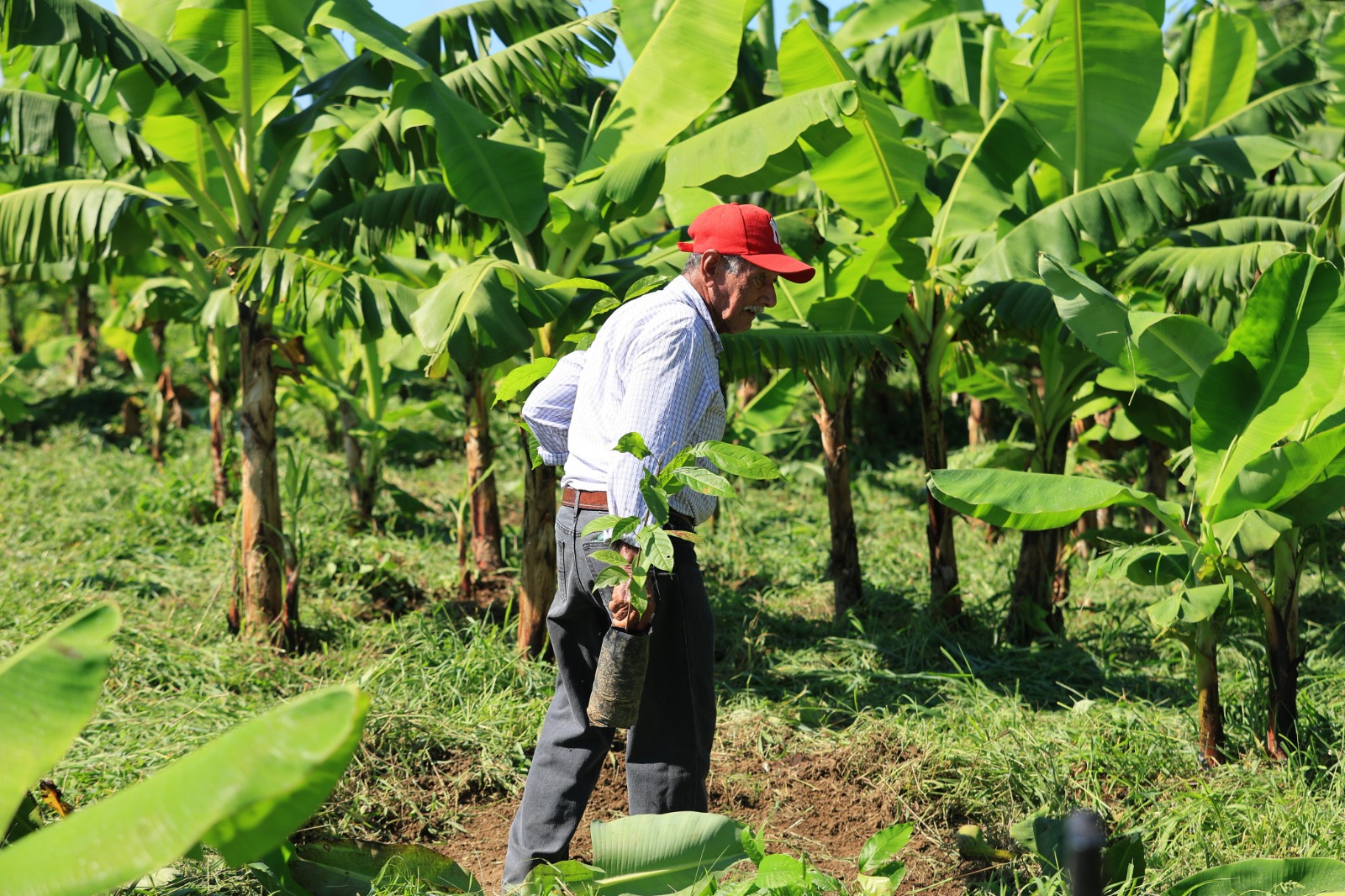 Invitan a Jornada de Reforestación 2025 en Tabasco