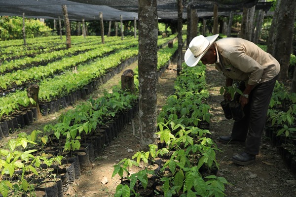 La Jornada de Reforestación llegó para quedarse