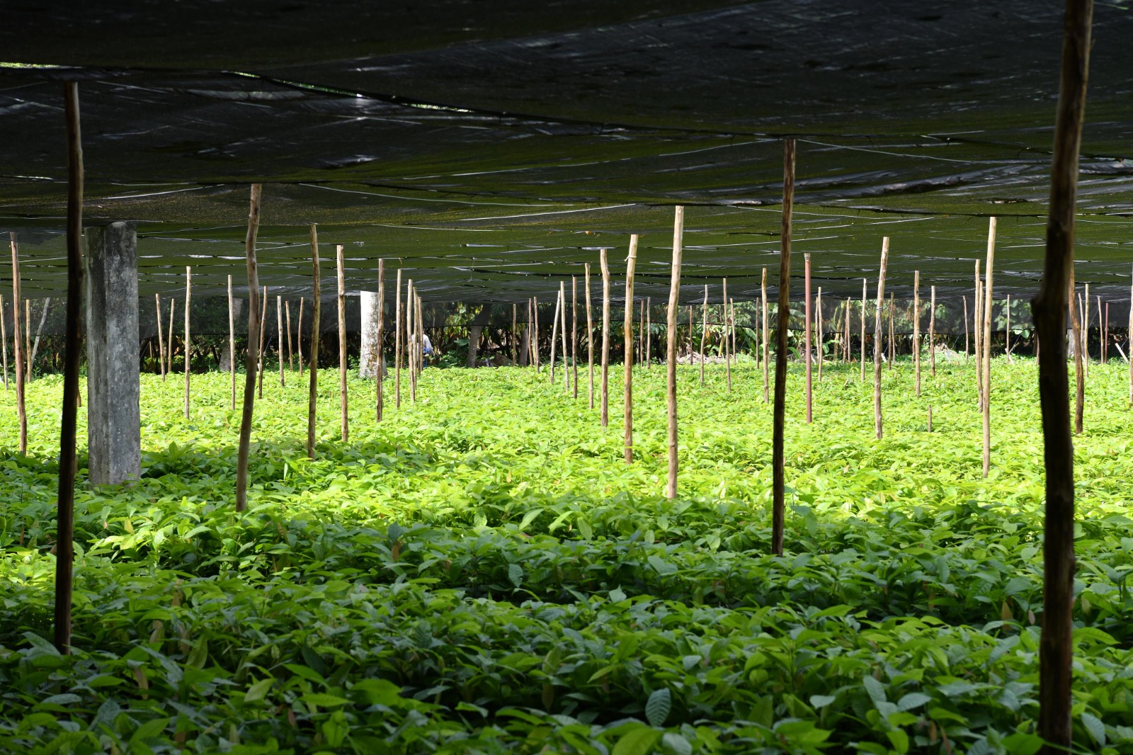 Convoca SEDAP a jornada estatal de reforestación en Tabasco