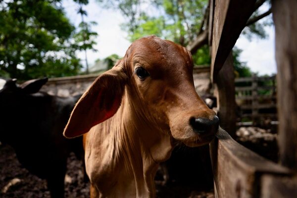 Yucatán registra un total de 658 de gusano barrenador