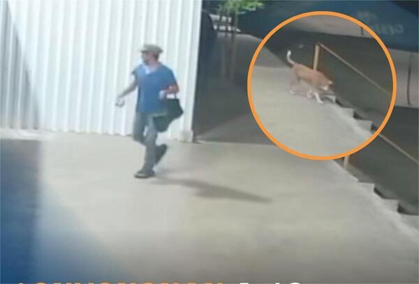 Detenido por envenenar a 16 perritos en la Central de Abastos de Mérida