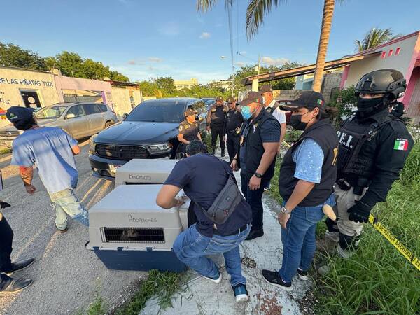 Investigan FGE y SSP otro caso de maltrato animal en Mérida; rescatan a ocho perros
