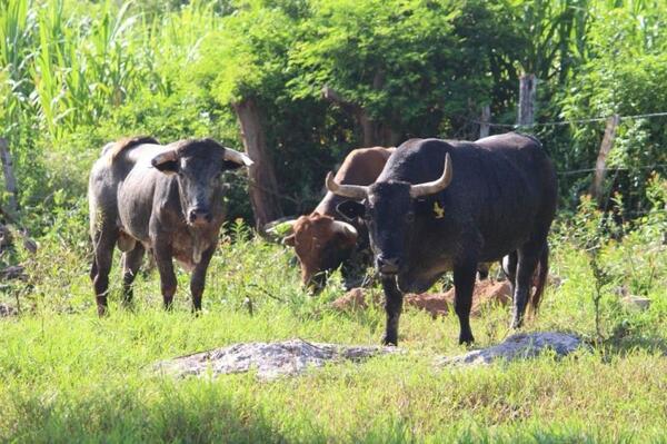 Siguen acciones conjuntas para contener al gusano barrenador en Yucatán