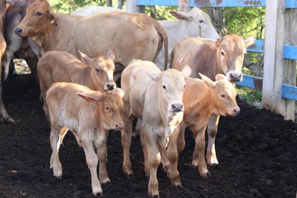 Exhortan a no bajar la guardia ante el gusano barrenador