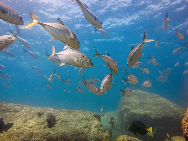Decretan cuatro nuevas Zonas de Refugio Pesquero en México; dos están en Yucatán