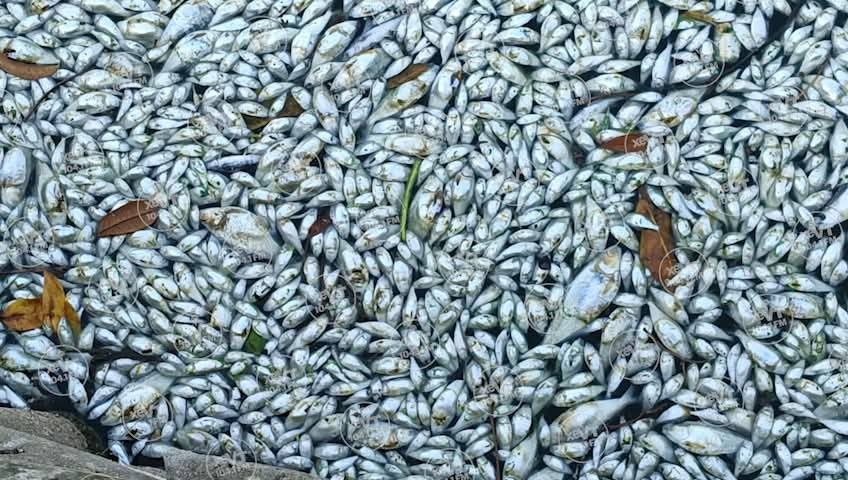 Eutrofización, causa de la mortandad de peces en el Laguna de las Ilusiones: Investigadores de la UJAT