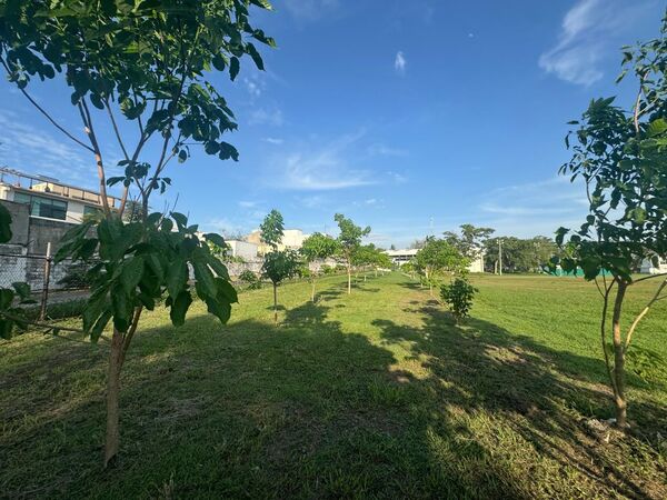 Sembrarán en la UJAT dos mil árboles para sumarse a las Jornadas de Reforestación del Gobierno de Tabasco