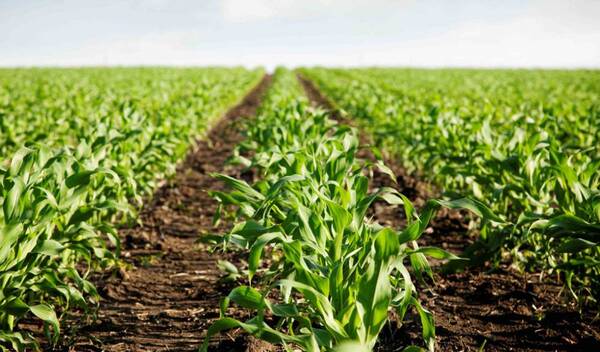 Programas productivos del Gobierno generan empleo y bienestar en el campo: Javier May