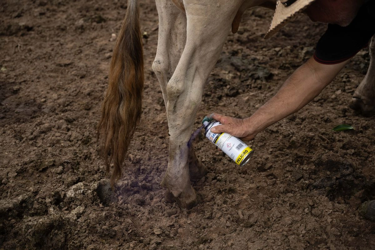 Chiapas encabeza casos activos de gusano barrenador en México