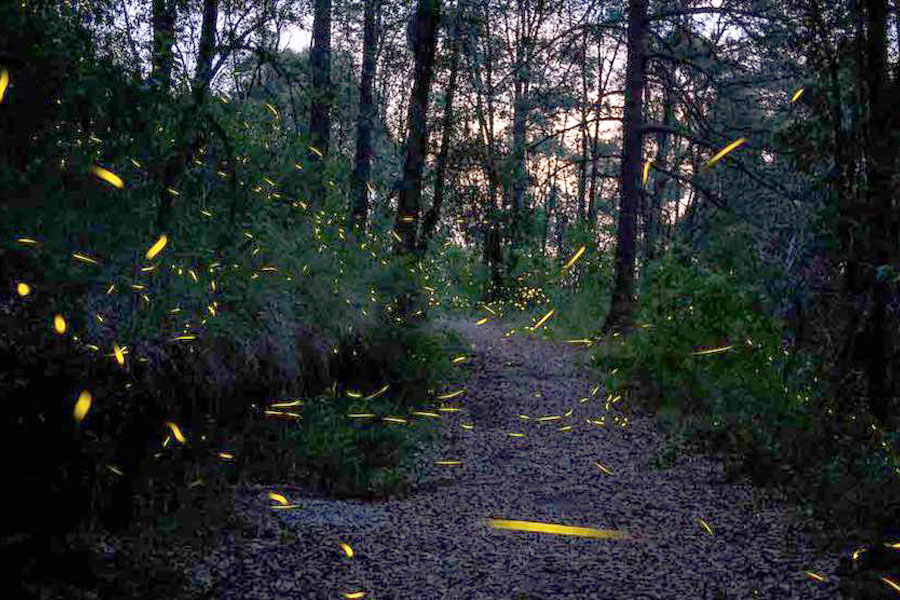 Una especie de luciérnaga descubierta en el Bosque de Chapultepec llevará el nombre de la chamana mexicana María Sabina