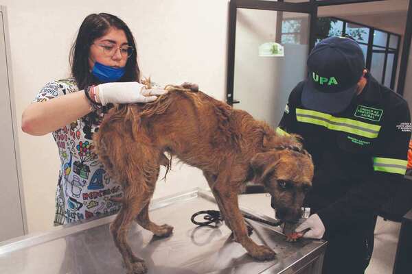 Refuerzan acciones contra el maltrato animal en Mérida