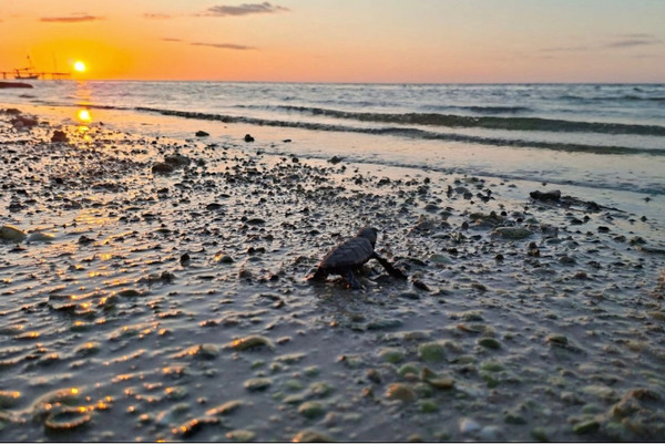Liberan a más de 375 mil crías de tortugas en cuatro municipios de Yucatán