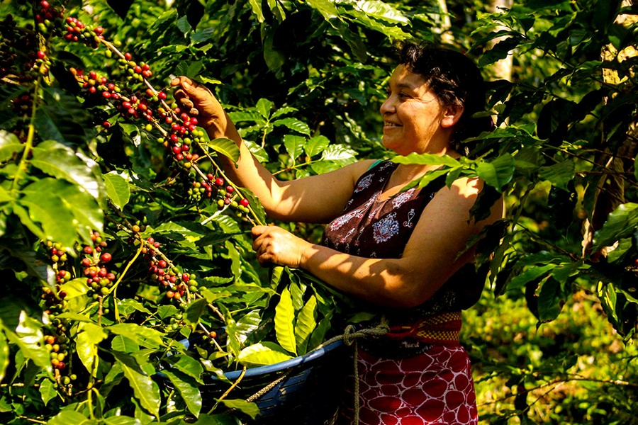 Clima irregular afecta la producción de café y cacao en Chiapas