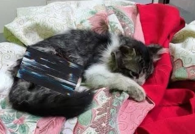 Conmoción por presunta tortura y muerte de gatito