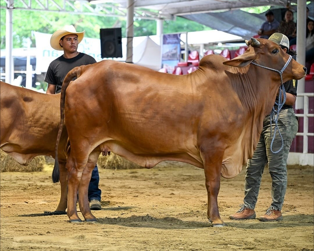 Tabasco lidera en calidad genética bovina a nivel nacional