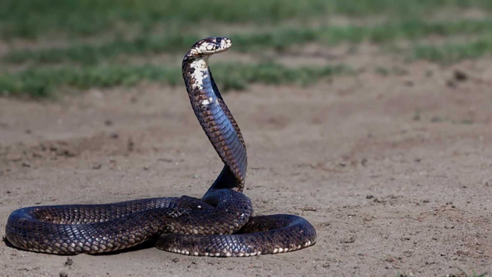 UNAM desarrolla antiveneno contra las serpientes más letales de África