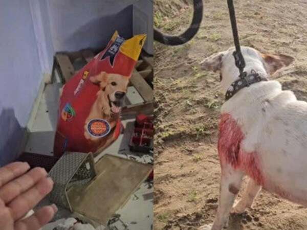 Saquean albergue para perros; hieren a un cachorro, se llevan croquetas, herramientas, refri y estufa