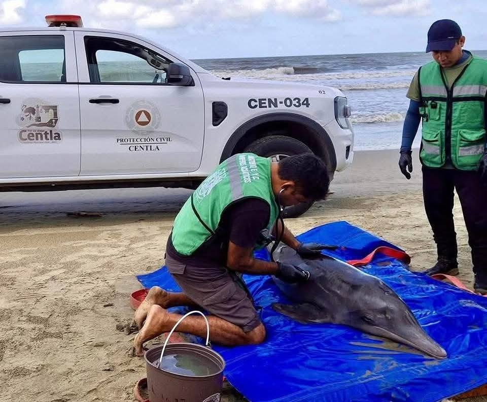 Rescatan delfín varado en playas de Centla