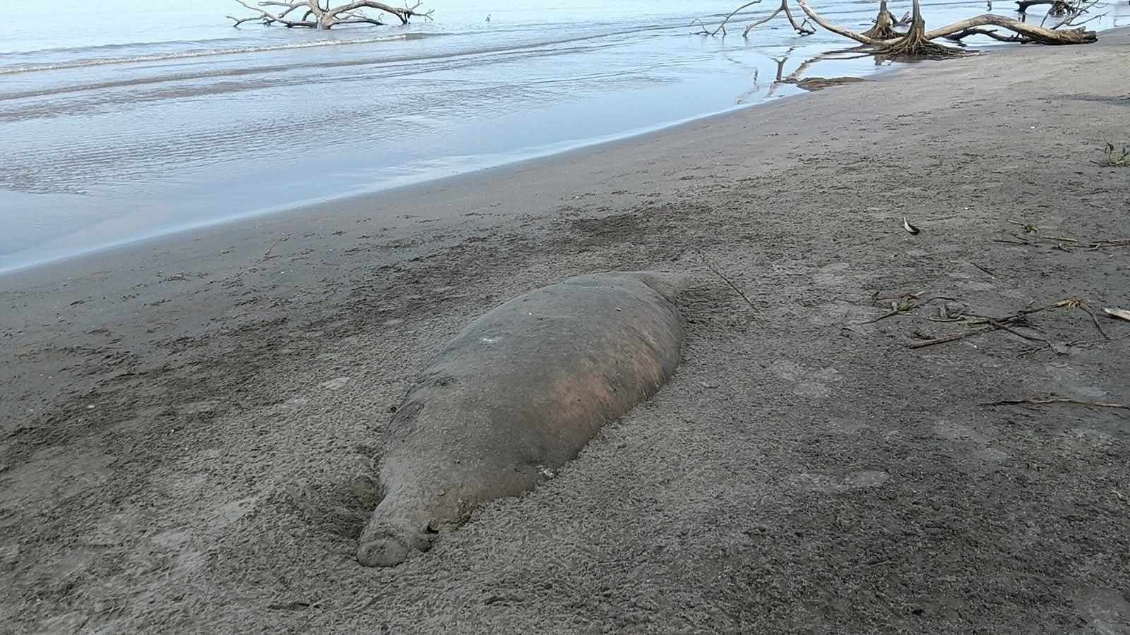 Encuentran manatí sin vida en playa El Bosque, Centla