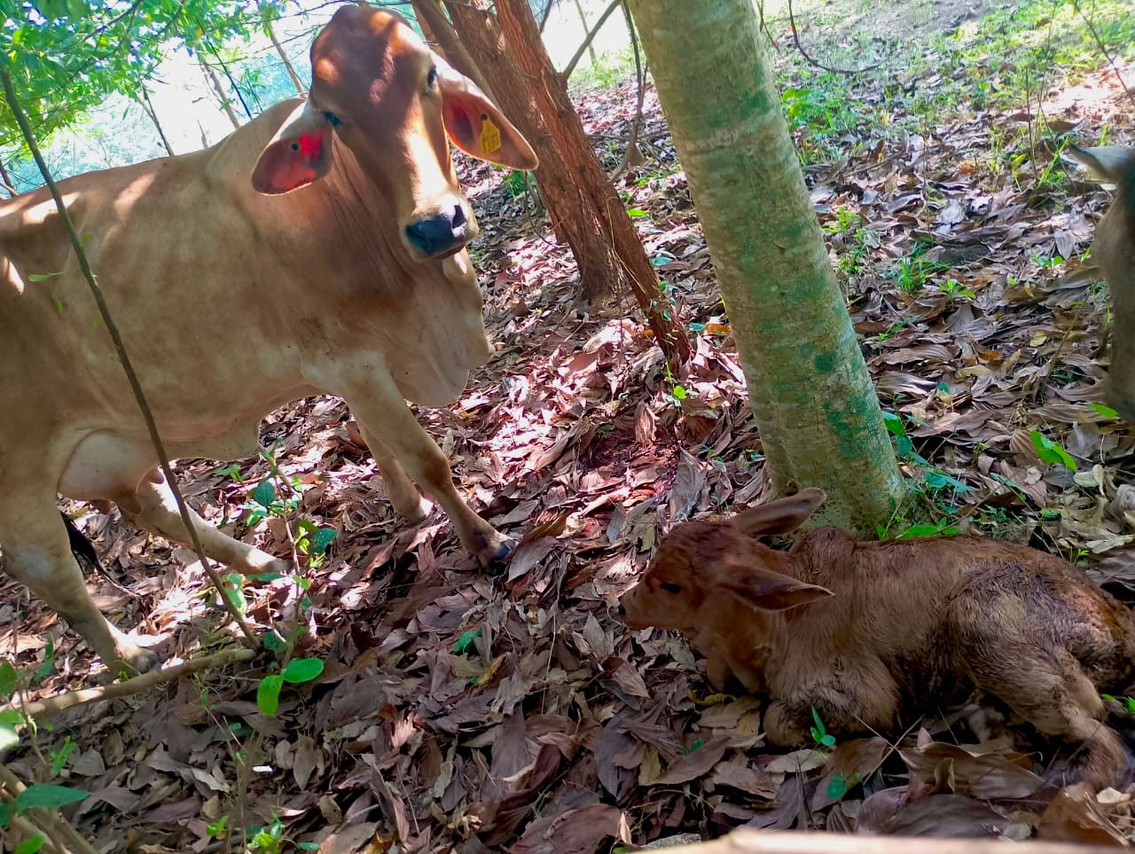SEDAP celebra nuevos nacimientos de becerros en Macuspana