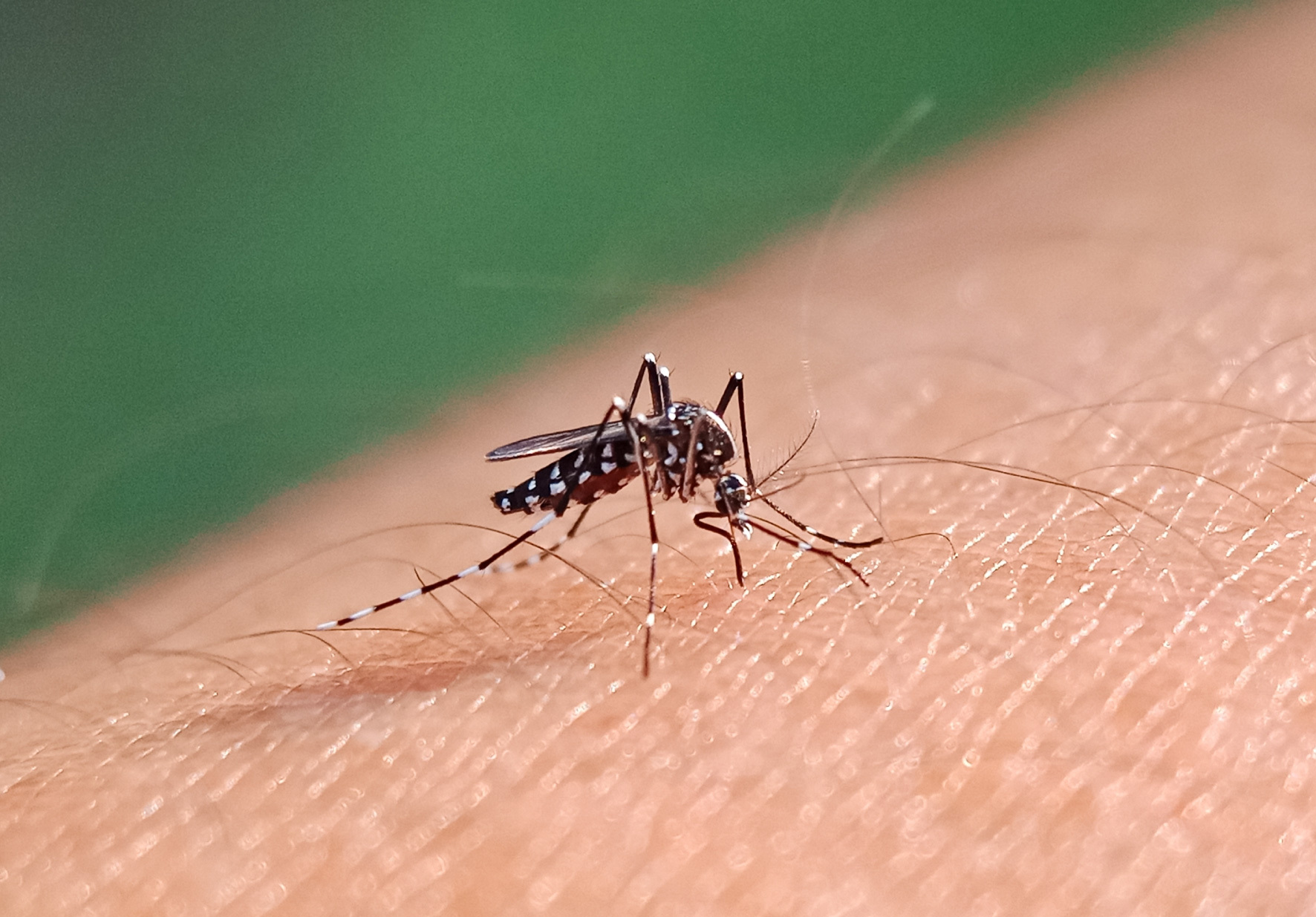 Tabasco enfrentará 2026 como año endémico de dengue