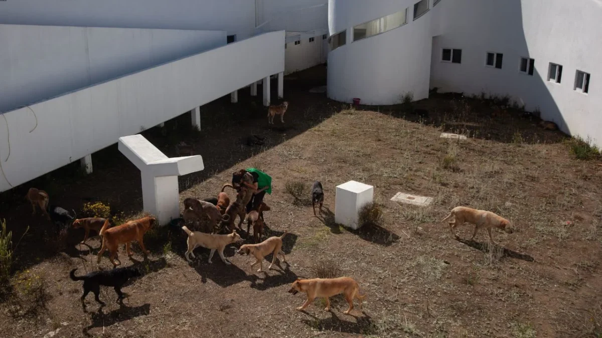 Brugada llama a animalistas a revisar condiciones del Refugio Franciscano