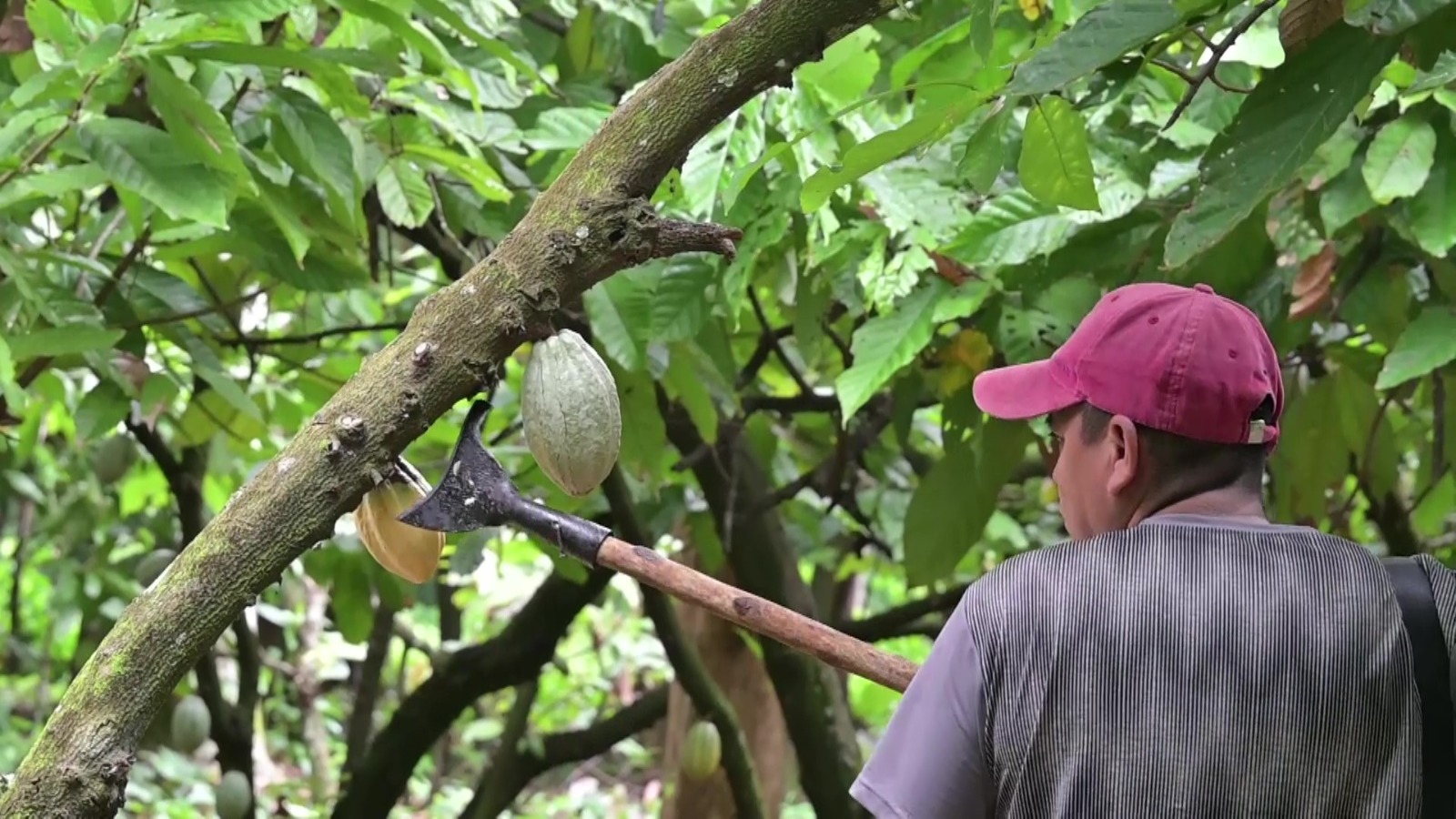 “LATENTE” resalta el valor del cacao tabasqueño y el impacto de “Cacha Cacao”