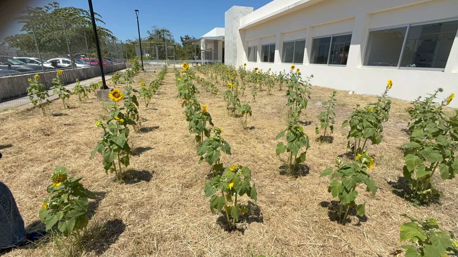 Cultivan girasoles para inspirar y apoyar a mujeres en el Centro de Justicia de Tabasco