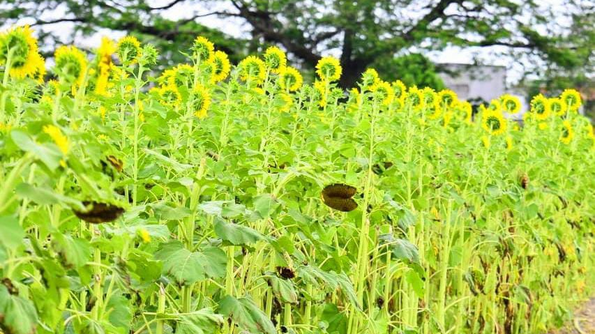 ¡Abre el Laberinto de los Girasoles en Balancán! Esperan 45 mil visitantes y una derrama de 17 mdp