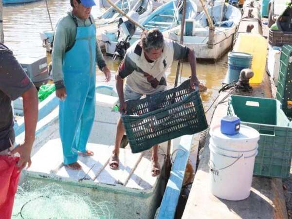 Yucatán se prepara para el fin de la veda del mero y el arranque de la temporada 2026
