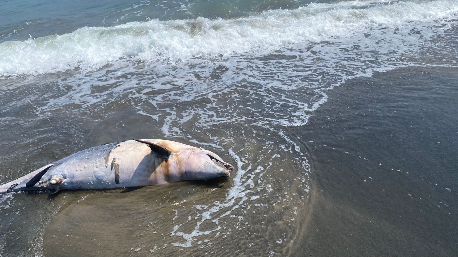 Hallan delfín muerto en playas de Paraíso