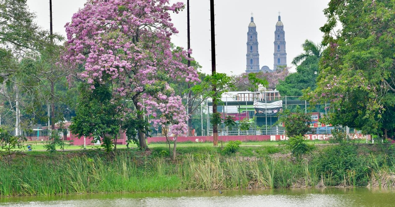 Maculís domina el paisaje y evidencia la pérdida de biodiversidad en Tabasco