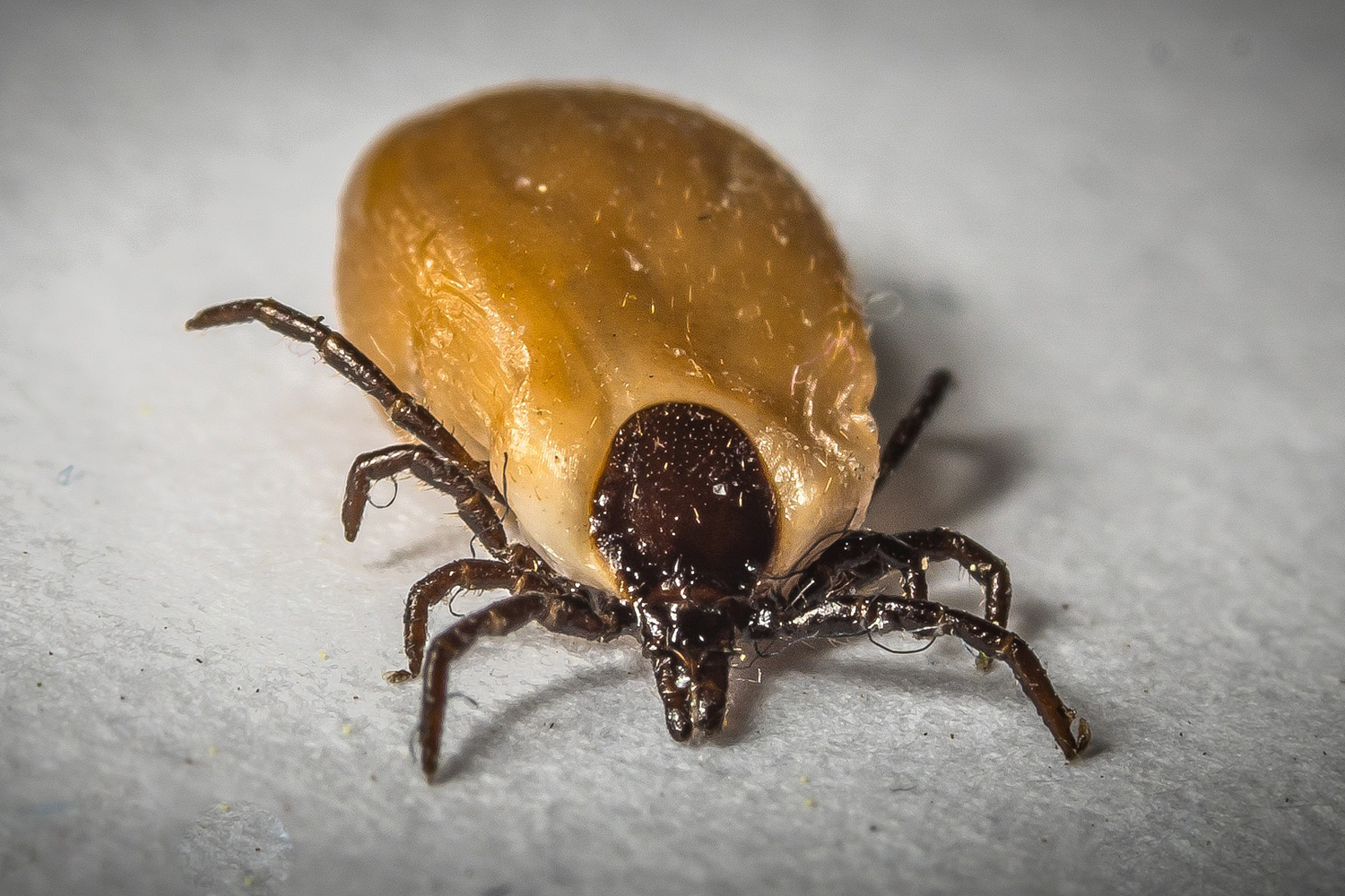 Garrapatas propagan enfermedades infecciosas