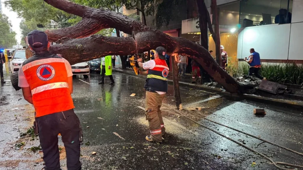 Árbol cae sobre cinco vehículos en la Cuauhtémoc