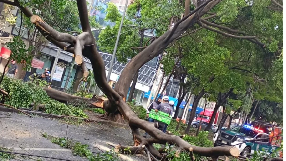 Cae árbol sobre Reforma tras fuerte lluvia