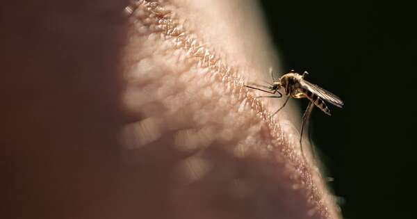Conoce la verdadera razón por la que eres un “imán” para los mosquitos