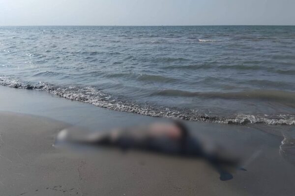 Hallan delfín sin vida en playa de Centla