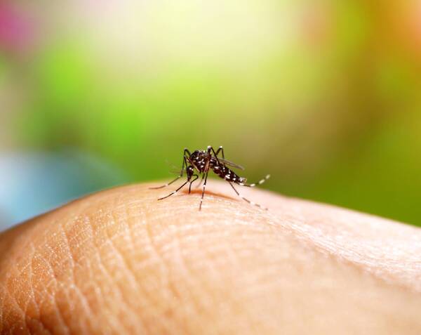 Refuerzan combate al dengue en panteones