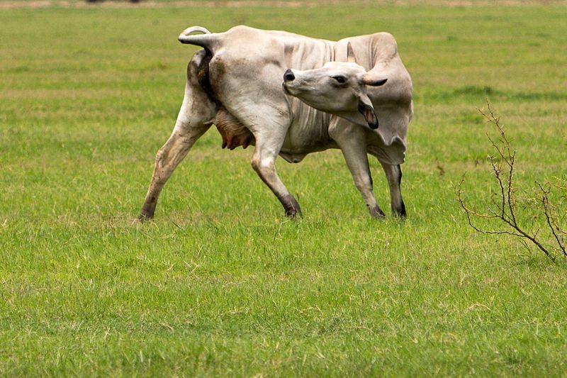 EU confirma dos casos más de gusano barrenador en Texas; suman 4