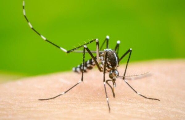 Alertan por aumento del dengue y piden iniciar vacunación