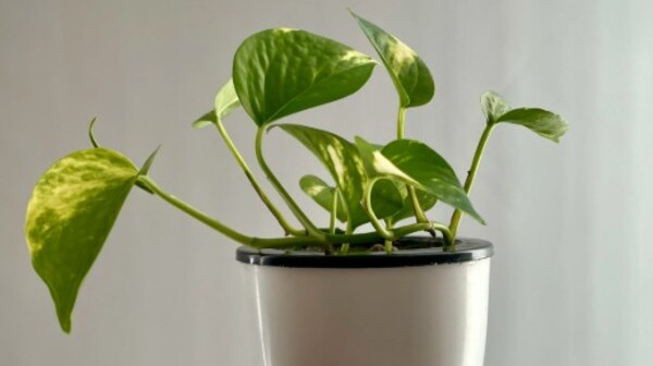 Plantas recomendadas por la NASA para mejorar la calidad del aire de tu hogar