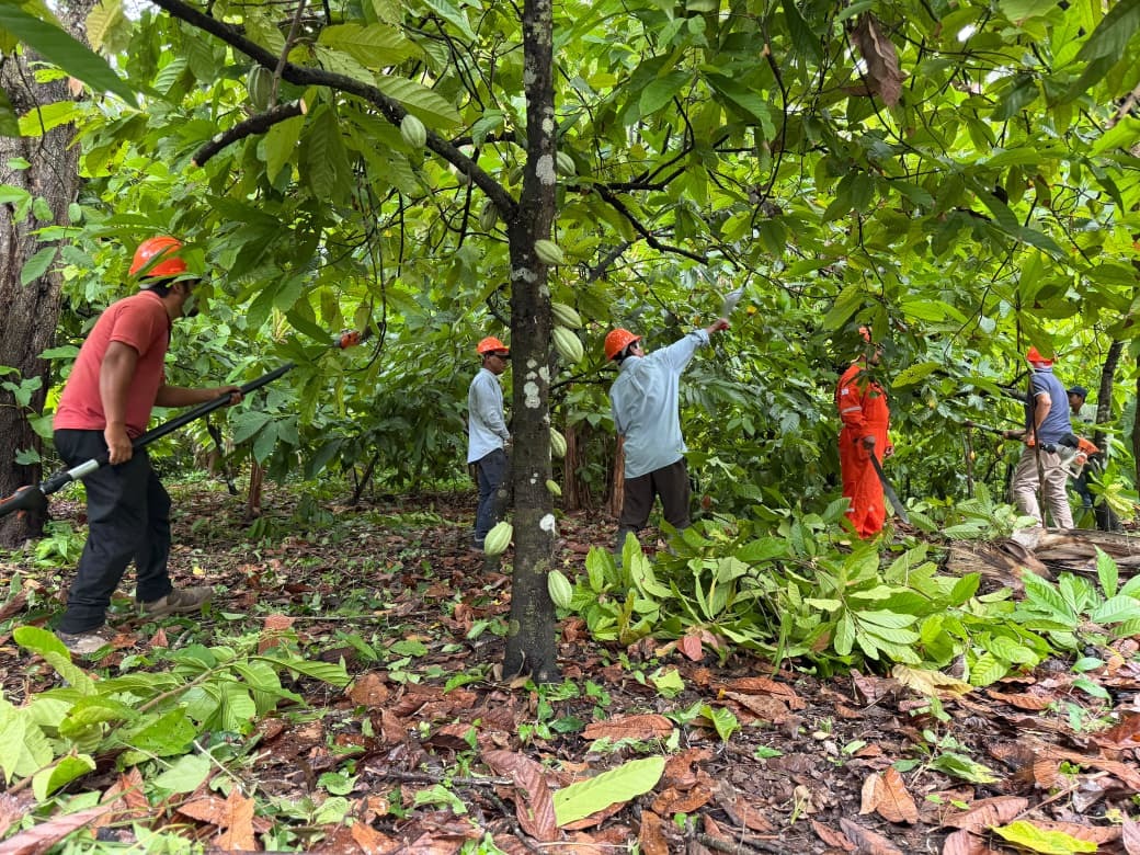 SEDAP inicia programa de poda fitosanitaria del cacao en Comalcalco