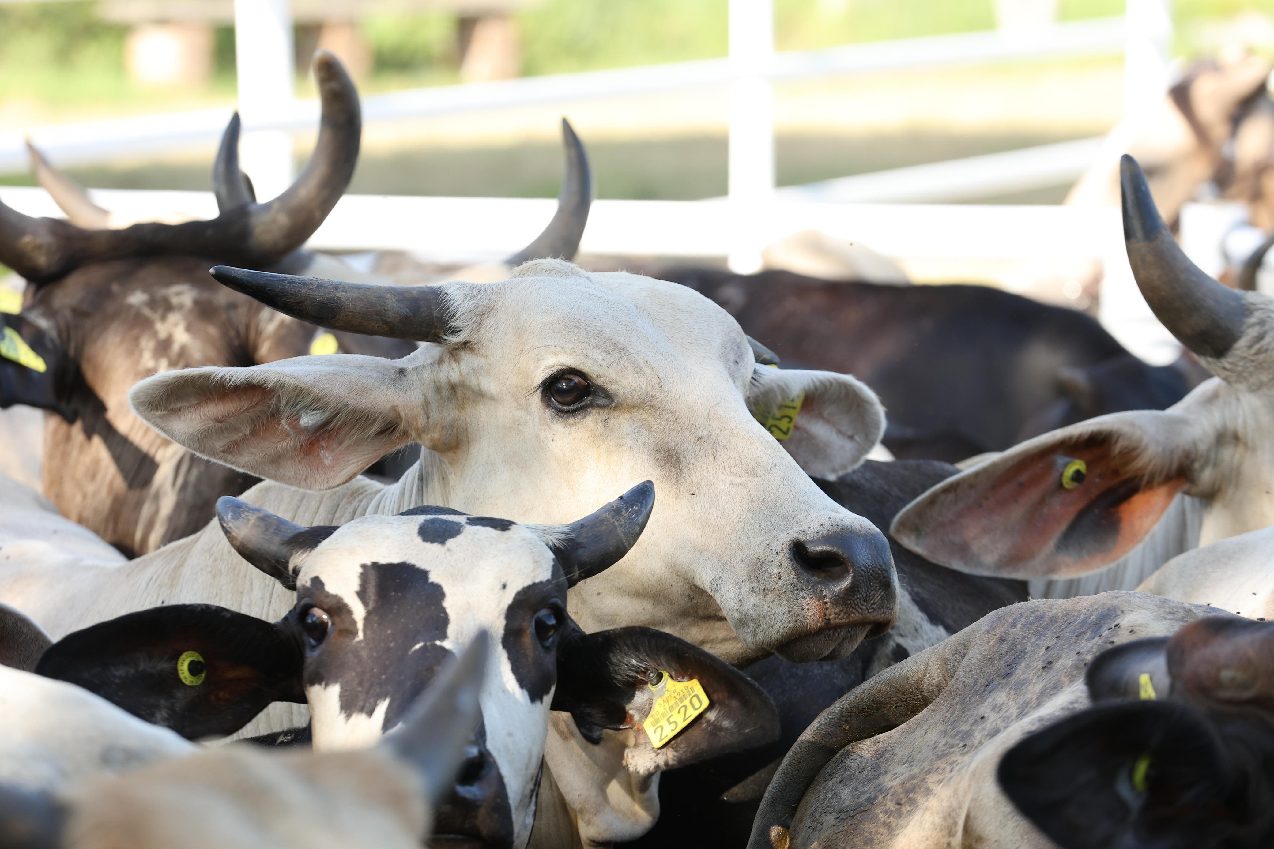 Javier May inicia Barrido Sanitario para fortalecer la ganadería