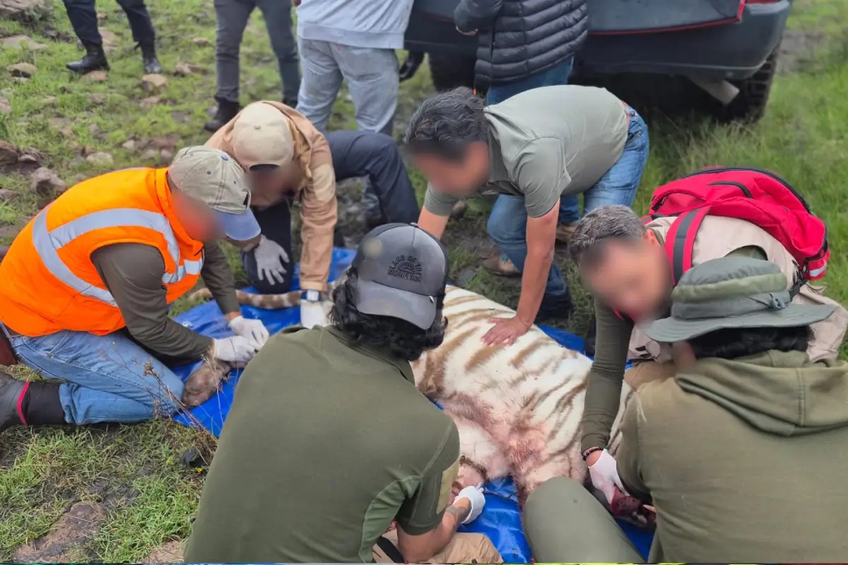 UNAM realiza necropsia al tigre Kenzo tras su muerte