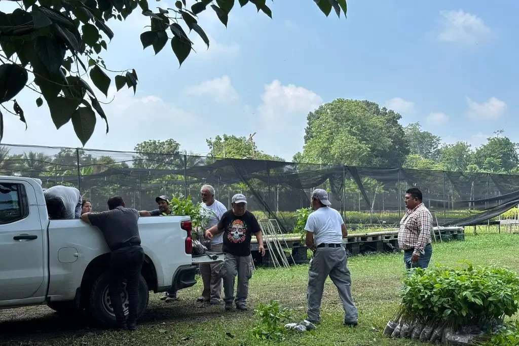 Aportará Comesfor 300 mil plantas para la Segunda Jornada de Reforestación de octubre próximo