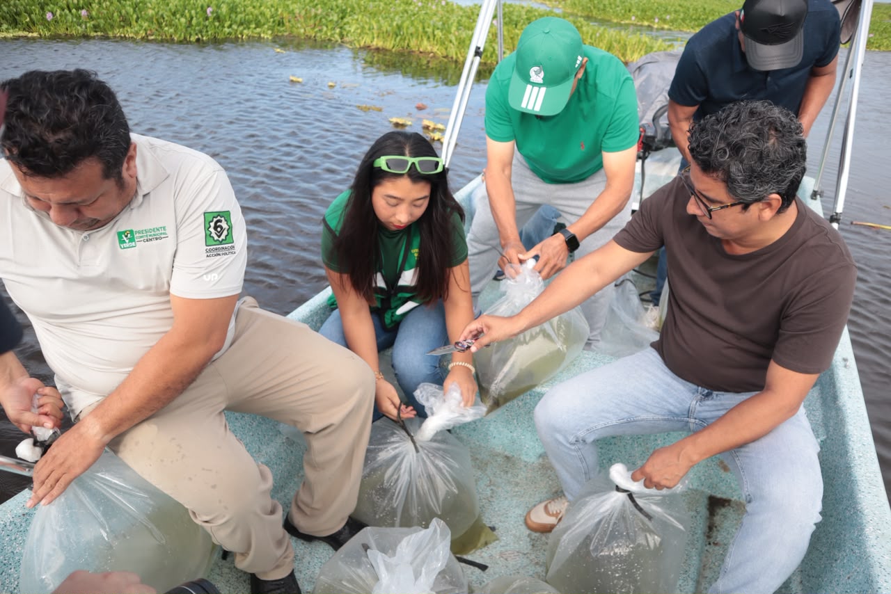 PVEM Tabasco libera 30 mil crías de alevines en lagunas de Centro